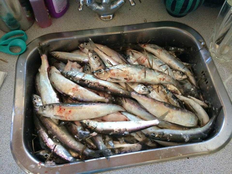 Pengalaman Mancing Ikan Herring Di Denmark oleh Tanza Pengalaman Mancing Ikan Herring Di Denmark oleh Tanza