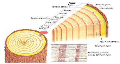 Menelusuri Pertumbuhan Lingkaran Tahun Pada Batang Halaman 1 ...