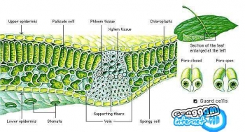 Bagian 1 Dilihat Dari Asalnya Merupakan Meristem Bagian 1 Dilihat Dari Asalnya Merupakan Meristem