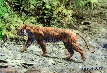 Gambar Setan  Harimau Gambar Viral HD Gambar Setan  Harimau Gambar Viral HD
