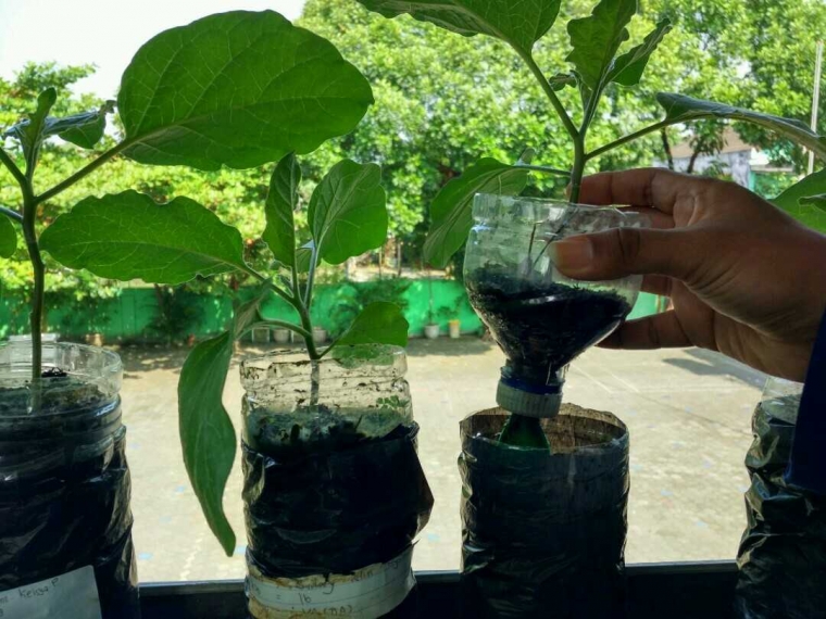 Mengenal Pertanian Hidroponik Di Sekolah Ekuatorial
