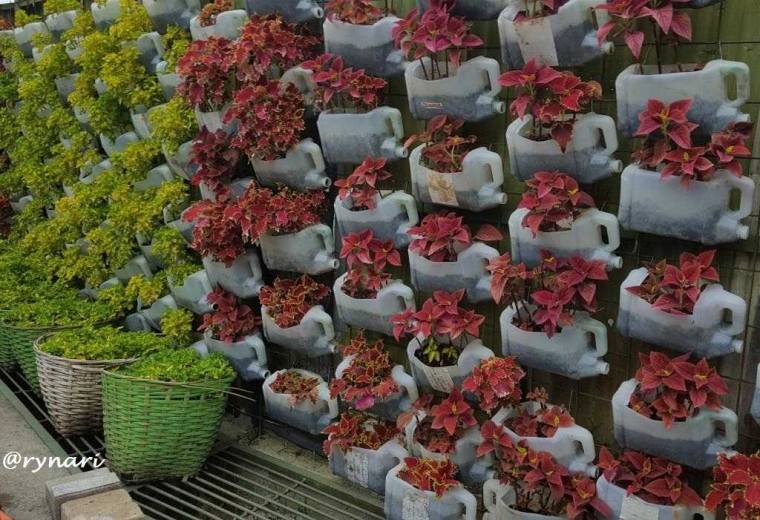 Seni Berkebun dan Bercocok Tanam di Pagar oleh Suprihati Seni Berkebun dan Bercocok Tanam di Pagar oleh Suprihati