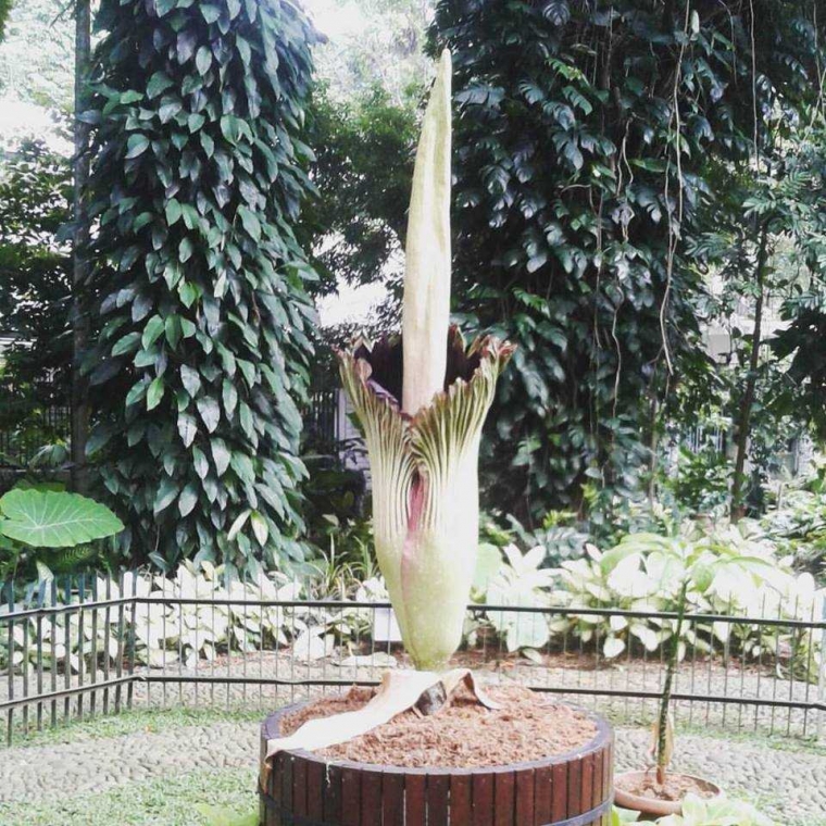 Bunga Bangkai Sedang Mekar di Kebun Raya Bogor Bunga Bangkai Sedang Mekar di Kebun Raya Bogor