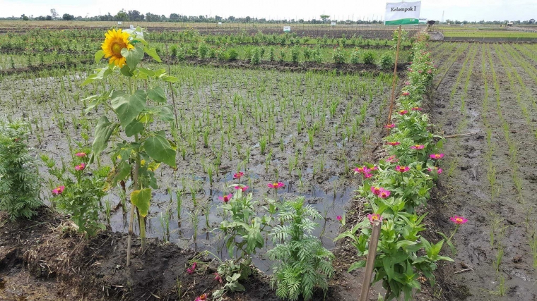 Meraup Untung Budidaya Kenikir Benih Petani Tanaman