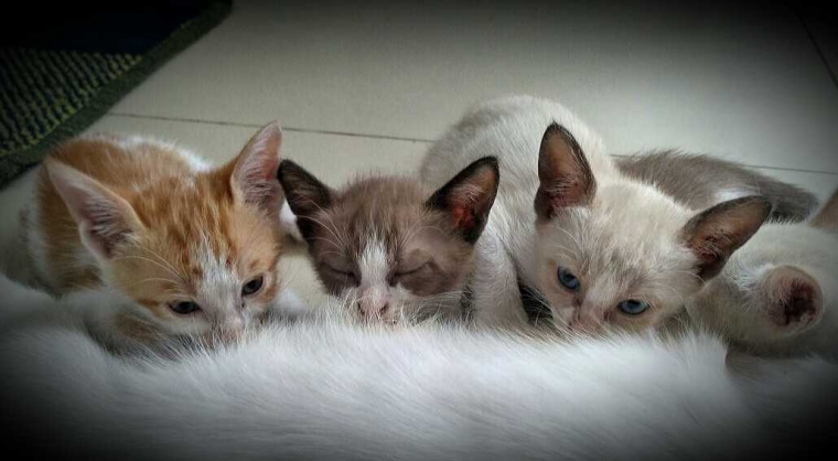 Tai Kucing  Halaman 1 Kompasiana com  Tai Kucing  Halaman 1 Kompasiana com