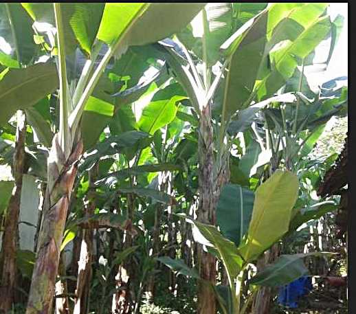 Pesan Simbahku Terkait Pisang Klutuk  Halaman all  Pesan Simbahku Terkait Pisang Klutuk  Halaman all