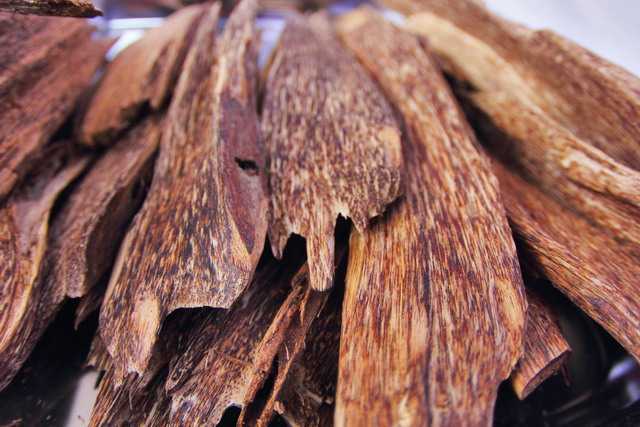 Gaharu, Wangi yang Disakiti