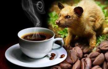 Hasil gambar untuk Kopi Luwak