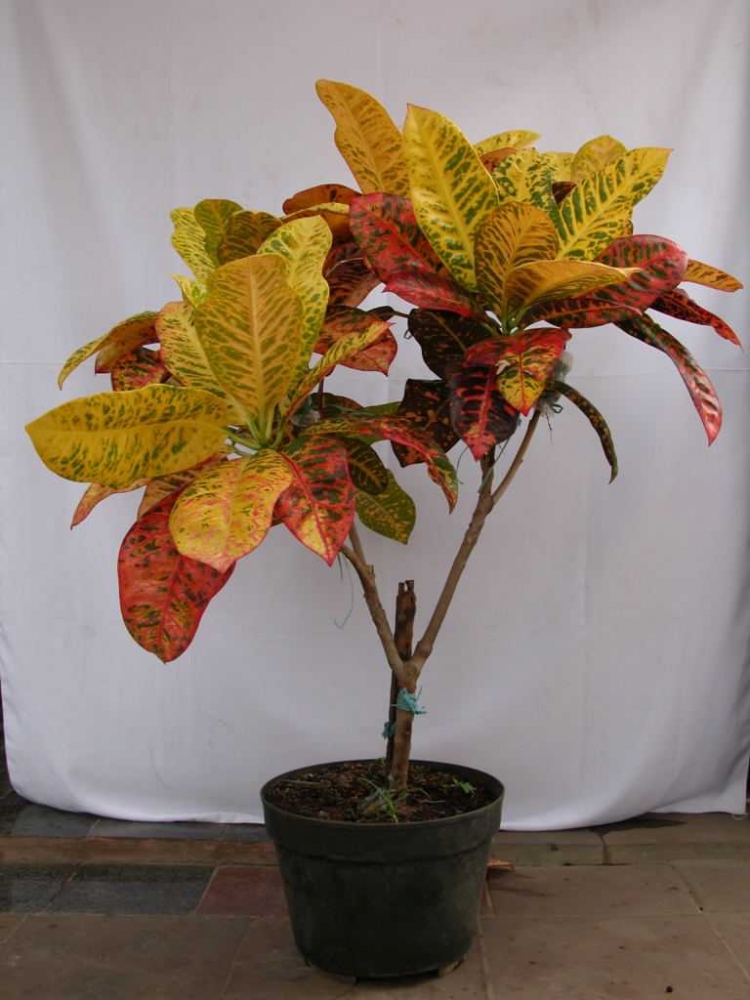 Tanaman Kuburan Ini Berpotensi Antikanker Kompasiana com Tanaman Kuburan Ini Berpotensi Antikanker Kompasiana com