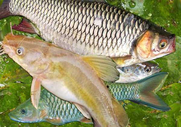 Ikan Langka Di Sumatera Utara Ikan Air Tawar Semakin Langka Ikan Langka Di Sumatera Utara Ikan Air Tawar Semakin Langka