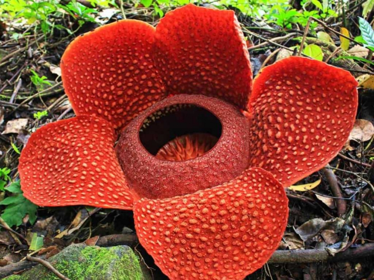  Rafflesia  Arnoldii Berbeda dengan Bunga  Bangkai  Halaman 1 
