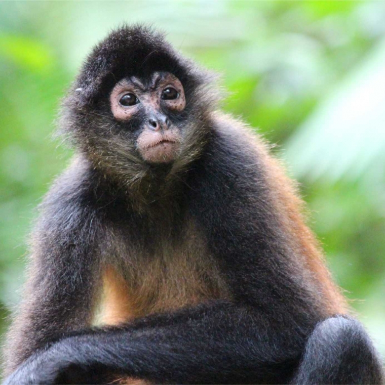 Bedanya Monyet Dunia Lama dan Baru Halaman all Bedanya Monyet Dunia Lama dan Baru Halaman all