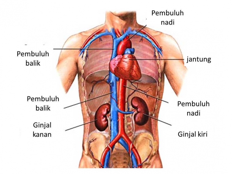Jadwal Kerja Organ Tubuh Manusia Halaman 1 Kompasiana com Jadwal Kerja Organ Tubuh Manusia Halaman 1 Kompasiana com