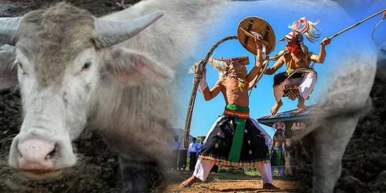 Ragam Hewan Dalam Adat Kematian Manggarai Flores Halaman All Kompasiana Com