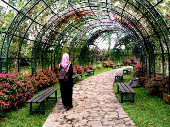 81+ Gambar Bunga Balai Angin Paling Mekar 81+ Gambar Bunga Balai Angin Paling Mekar