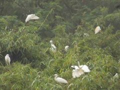 Kediri Juga Punya Car Free Day oleh Iwan Nugroho  Kediri Juga Punya Car Free Day oleh Iwan Nugroho