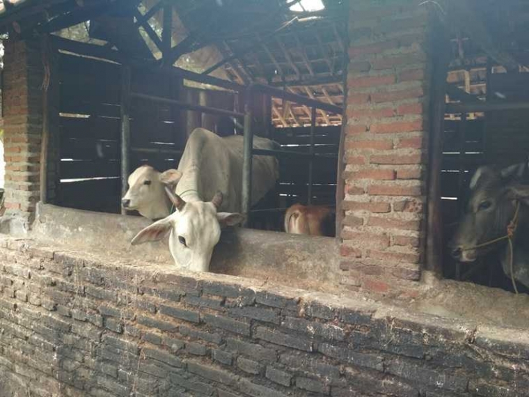 Tips Supaya Sapi Lahap Makannya Dan Bobotnya Lebih Cepat Naik Halaman All Kompasiana Com Tips Supaya Sapi Lahap Makannya Dan Bobotnya Lebih Cepat Naik Halaman All Kompasiana Com