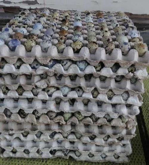 Tips Meningkatkan Produksi Telur Burung Puyuh Halaman 1 - Kompasiana.com