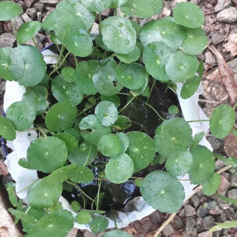 Antanan (Centella Asiatica ) Kemurahan Alam untuk Wanita