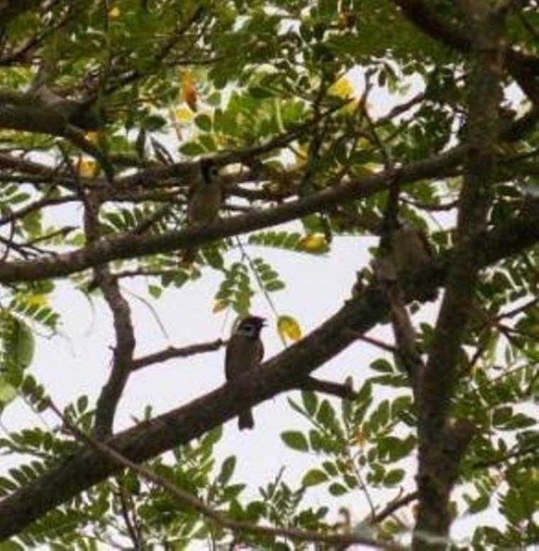 Burung Tinggal di Alam Sutera, Kapan Anda Tinggal di Apartemen Lloyd Alam Sutera?