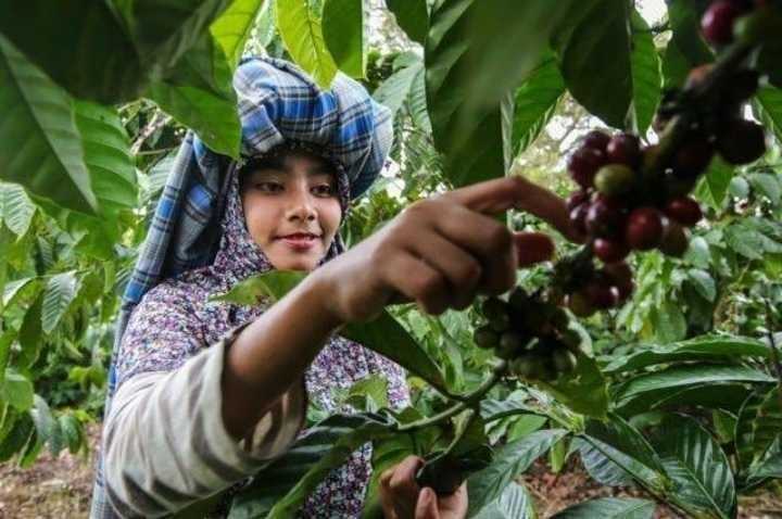 Beli kopi Toraja di Bandung Jual kopi Toraja di Bandung
