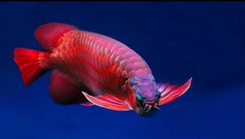 Hasil gambar untuk ikan