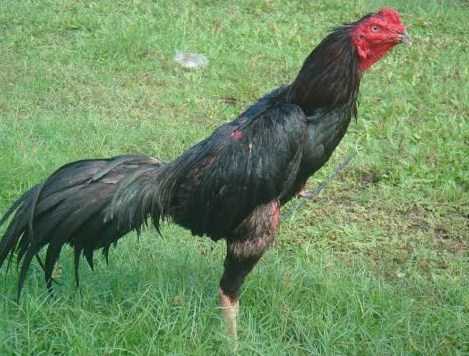 Obat Ngorok Ayam Bangkok Pasti Sembuh - Kompasiana.com