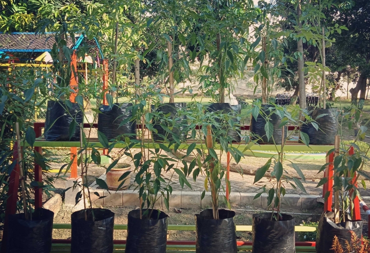 Gerakan Pemanfaatan Lahan Pekarangan Sempit untuk Tanaman Gerakan Pemanfaatan Lahan Pekarangan Sempit untuk Tanaman