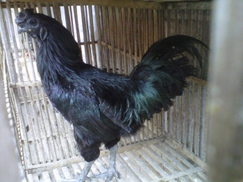 85+ Gambar Ayam Cemani Asli HD 85+ Gambar Ayam Cemani Asli HD