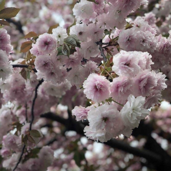 85 Gambar Lucu Bunga Sakura HD 85 Gambar Lucu Bunga Sakura HD