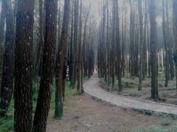 Menjajakan Hutan Pinus Di Pinggang Merbabu Halaman All Menjajakan Hutan Pinus Di Pinggang Merbabu Halaman All
