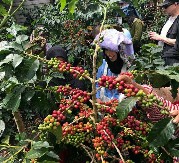 KOPIKU Mengenal Kopi Nusantara Inovasi Pertanian KOPIKU Mengenal Kopi Nusantara Inovasi Pertanian
