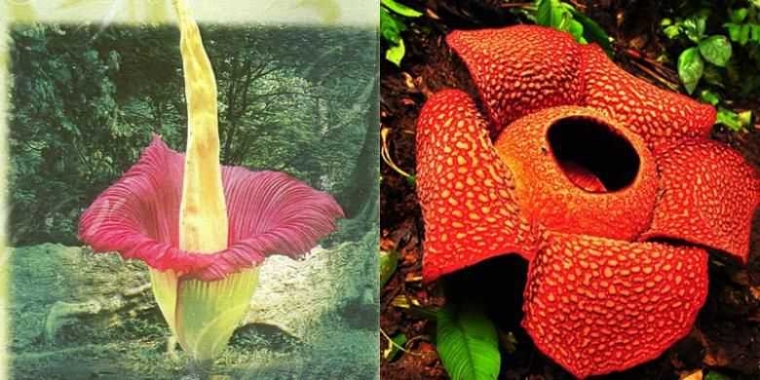 Mengenal Bunga Rafflesia Arnoldii Bunga Raksasa Asli Bengkulu