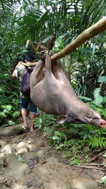 87+ Gambar Babi Hutan Celeng Kekinian 87+ Gambar Babi Hutan Celeng Kekinian