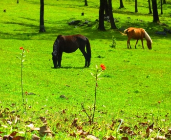 Tempat Wisata Baru Di Kabupaten Timor Tengah Selatan Halaman Tempat Wisata Baru Di Kabupaten Timor Tengah Selatan Halaman