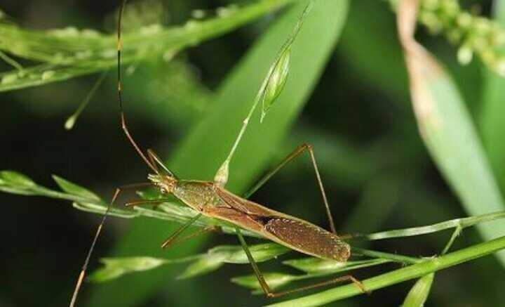 Cara Membasmi Hama Walang Sangit dengan Ramah dan Akrab Cara Membasmi Hama Walang Sangit dengan Ramah dan Akrab