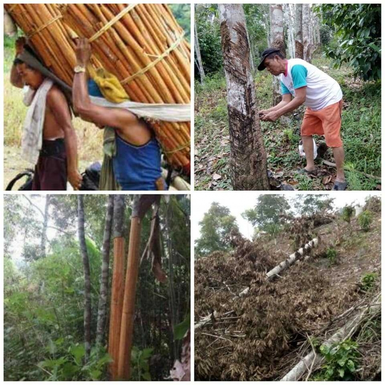 Kayu Manis dan Karet Riwayatmu Dulu dan Kini Halaman 1 Kayu Manis dan Karet Riwayatmu Dulu dan Kini Halaman 1