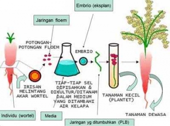 Apa Perbedaan Teknik Kultur Jaringan Dengan Teknik  Apa Perbedaan Teknik Kultur Jaringan Dengan Teknik