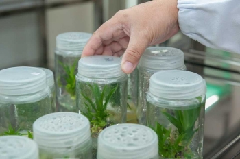 Sebutkan Contoh Pemanfaatan Struktur Tumbuhan Dalam Teknologi Sebutkan Contoh Pemanfaatan Struktur Tumbuhan Dalam Teknologi