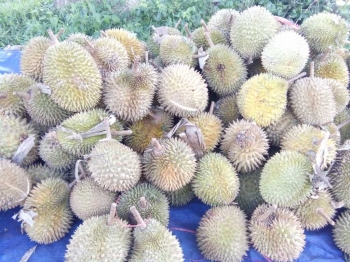 80+ Gambar Pohon Durian Yang Sedang Berbuah Terbaik 80+ Gambar Pohon Durian Yang Sedang Berbuah Terbaik