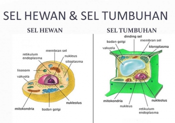 Sel Tumbuhan Lebih