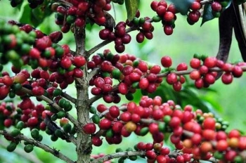 Tanaman Kopi Sering Ditanam Di Daerah Berbagi Tanam Tanaman Kopi Sering Ditanam Di Daerah Berbagi Tanam