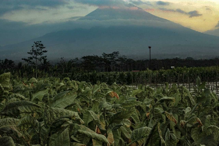 Nasib Para Petani Tembakau di Temanggung