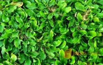 94+ Gambar Rumput Gajah Kekinian 94+ Gambar Rumput Gajah Kekinian