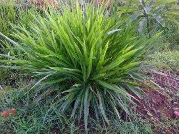 100 Gambar Rumput Gajah Odot Terlihat Keren 100 Gambar Rumput Gajah Odot Terlihat Keren