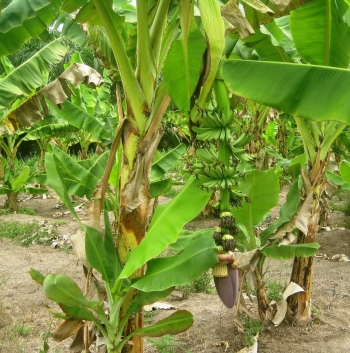Manfaat Tersembunyi Pohon Pisang Halaman All Kompasiana Com Manfaat Tersembunyi Pohon Pisang Halaman All Kompasiana Com