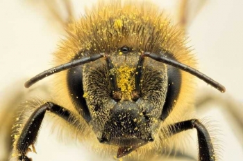 Hasil gambar untuk Apis dorsata jawa
