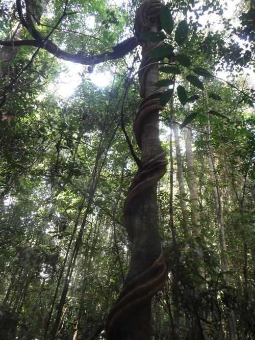 Liana si Penumpang pada Pohon dan Pemberi Manfaat bagi Liana si Penumpang pada Pohon dan Pemberi Manfaat bagi