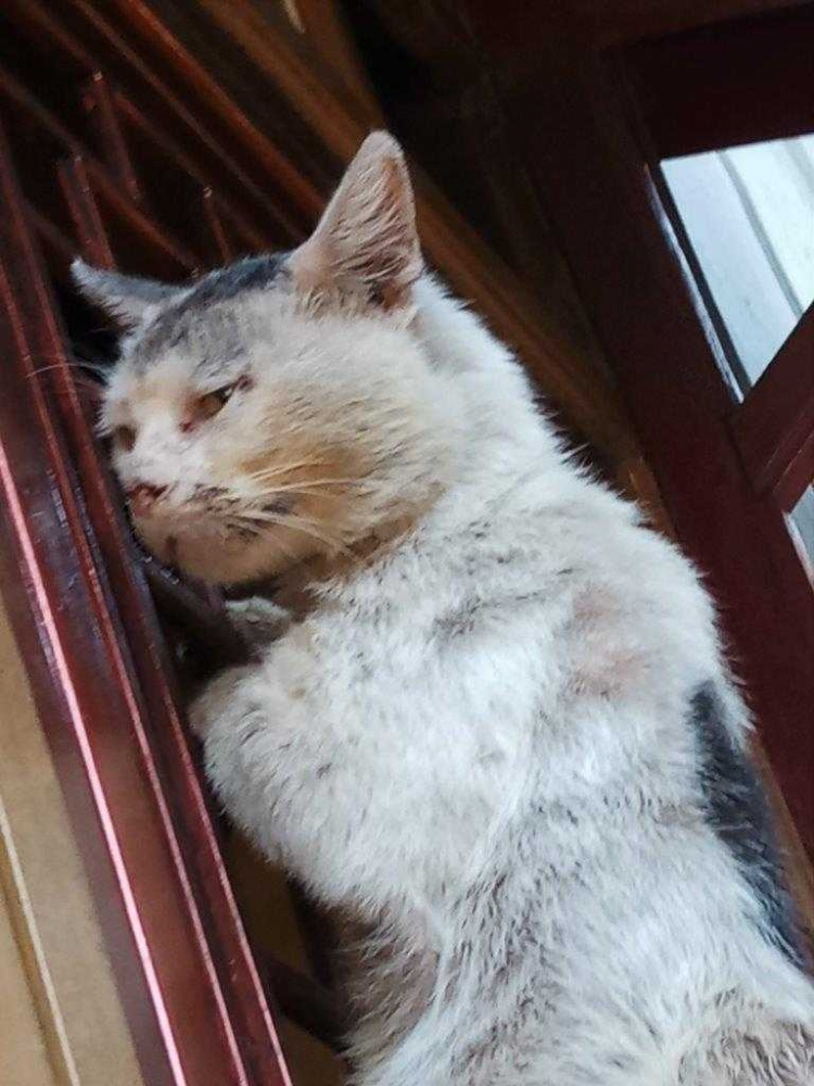 Kucing Mengiau Kuat Tekad Kuat Kucing Tua - Kompasiana.com