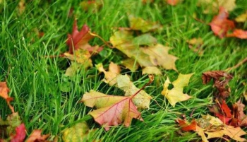 6000 Gambar Daun Berguguran Gratis Infobaru 6000 Gambar Daun Berguguran Gratis Infobaru